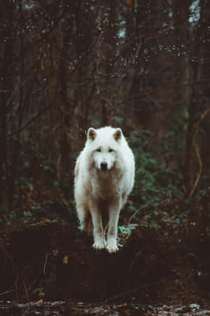 Mysterious Lone Wolf In The Wild Wallpaper