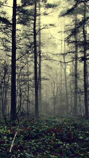 Mysterious Magical Forest Iphone Wallpaper