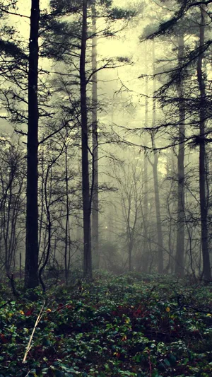 Mysterious Magical Forest Iphone Wallpaper