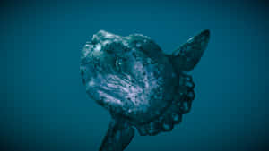 Mysterious Ocean Sunfish Wallpaper