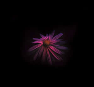 Mysterious Purple Flower Dark Background Wallpaper