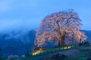 Mysterious Sakura Tree In A Foggy Forest Wallpaper