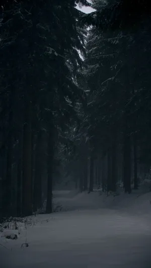 Mysterious_ Snowy_ Forest_ Path.jpg Wallpaper