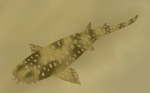 Mysterious Wobbegong Shark Underwater Wallpaper