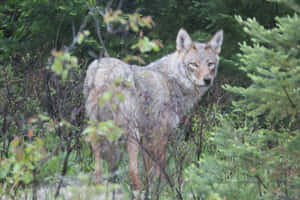 Mysterious Wolf Roaming Through The Enchanted Forest Wallpaper