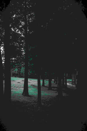 Mystic Forest Greyscale Aesthetic Wallpaper