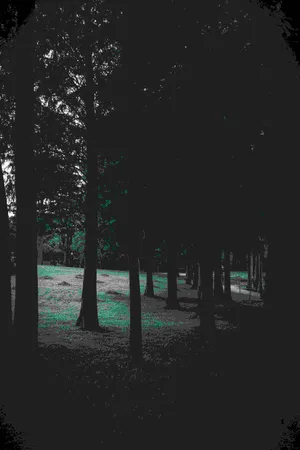 Mystic Forest Greyscale Aesthetic Wallpaper