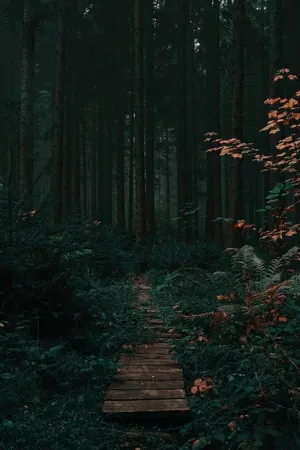 Mystic Forest Pathway Wallpaper