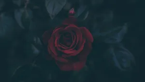 Mystic_ Red_ Rose_in_ Darkness_4 K Wallpaper