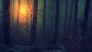 Mystic Sunrisein Foggy Forest.jpg Wallpaper