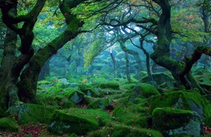 Mystical 3d Forest Scene Wallpaper