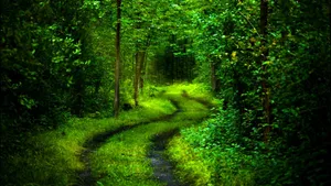 Mystical 3d Forest Wallpaper Wallpaper