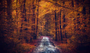 Mystical Autumn Forest Path Wallpaper