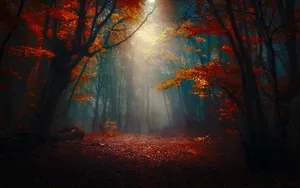 Mystical Autumn Forest Sunrays Wallpaper