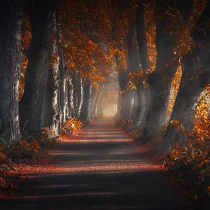 Mystical Autumn Pathway.jpg Wallpaper