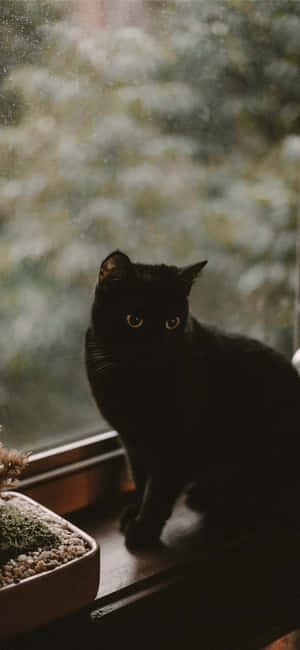 Mystical_ Black_ Cat_ Window_ Silhouette Wallpaper