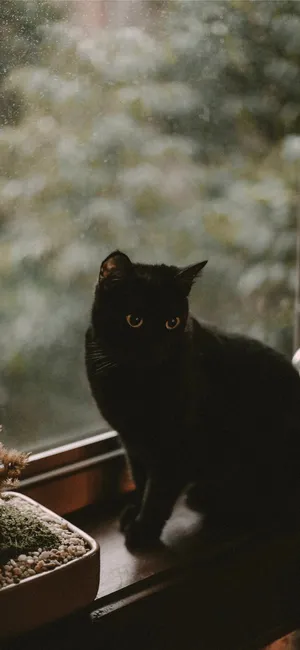 Mystical_ Black_ Cat_ Window_ Silhouette Wallpaper