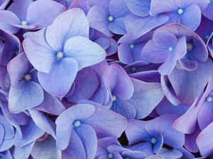 Mystical Blue And Purple Desktop Wallpaper