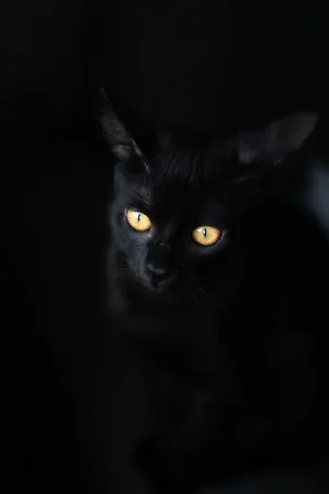 Mystical Cat Eyes On Black And Gold Iphone Wallpaper