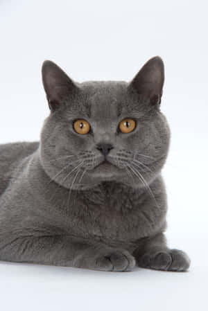 Mystical Chartreux Cat Wallpaper