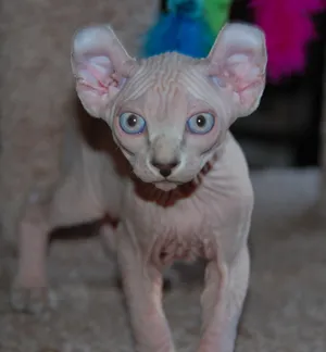 Mystical Elf Cat In A Magical Forest Wallpaper