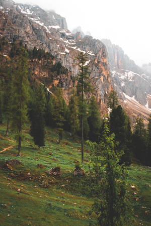 Mystical Foggy Forest Morning Wallpaper