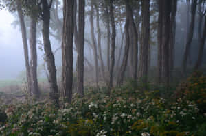 Mystical Foggy Forest Path Wallpaper