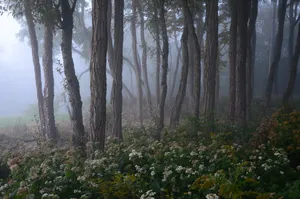 Mystical Foggy Forest Path Wallpaper