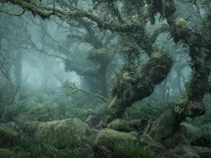Mystical Forest Fog Wallpaper