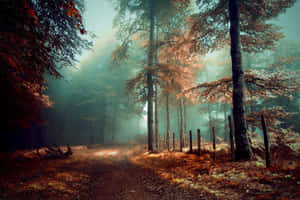 Mystical Forest Fog Path.jpg Wallpaper