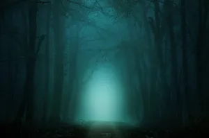 Mystical_ Forest_ Glow Wallpaper