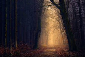 Mystical Forest Illuminate Wallpaper