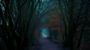 Mystical_ Forest_ Path_ Dark_ Fall_ Aesthetic.jpg Wallpaper