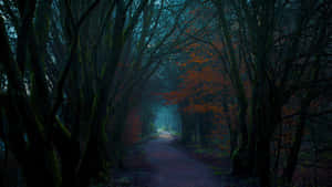 Mystical Forest Path Dusk Wallpaper