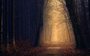 Mystical Forest Path Fall Fog Wallpaper