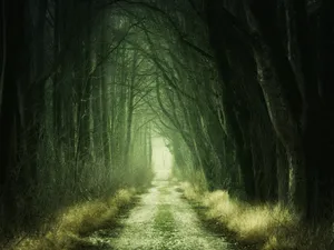 Mystical Forest Pathway Wallpaper
