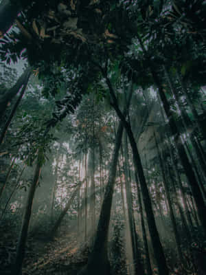 Mystical Forest Sunbeams Wallpaper