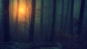 Mystical Forest Sunrise Wallpaper