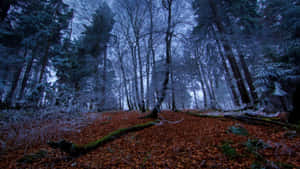 Mystical Frosty Forest Dusk Wallpaper