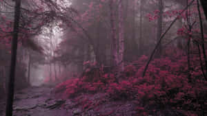 Mystical_ Pink_ Forest_ Fog Wallpaper