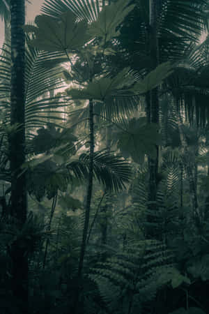 Mystical_ Tropical_ Forest_ Puerto_ Rico Wallpaper