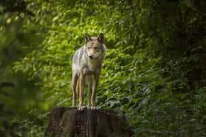 Mystical Wolf Roaming Through The Enchanted Forest Wallpaper