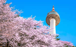 Namsan Seoul Tower Cherry Blossoms Wallpaper