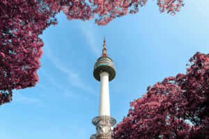 Namsan Seoul Tower Spring Blossoms Wallpaper