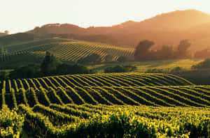 Napa Valley Vineyard Wallpaper