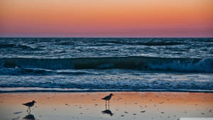 Naples Italy Beachfront Wallpaper