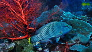 Napoleon Wrasse Coral Reef Wallpaper