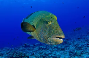 Napoleon Wrassein Blue Waters Wallpaper