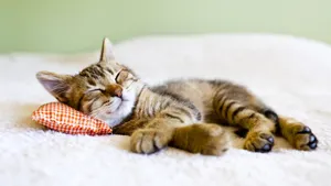 Napping Cute Cat Pfp Wallpaper