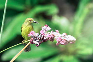 National Geographic Green Bird Wallpaper